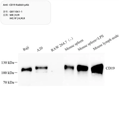 항 -CD19 토끼 PAB