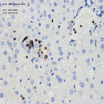 항 -CD45 토끼 PAB